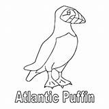 Puffin Coloring Pages Atlantic 43kb 230px Toddlers sketch template
