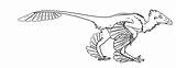 Microraptor sketch template