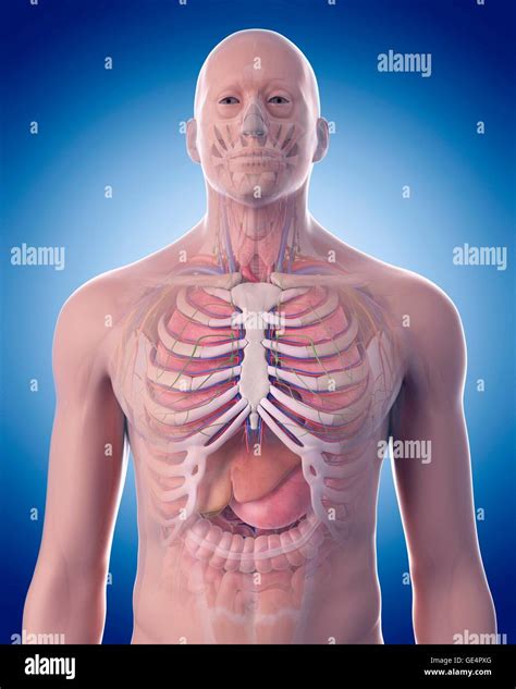 anatomie der menschlichen brustkorb abbildung stockfotografie alamy