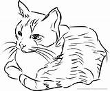 Katzen Katze Tiere Malvorlage sketch template