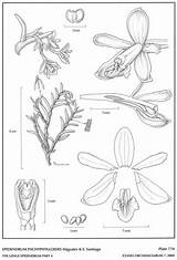 Epidendrum Andean Subgroup Hágsater Santiago 2004 Group sketch template