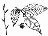 Beech Drawing Leaf Getdrawings sketch template