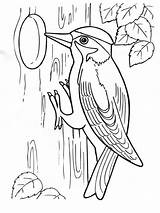 Woodpecker Coloring Pages Woodpeckers Drawing Color Printable Birds Kids Getdrawings Pileated Getcolorings Recommended sketch template