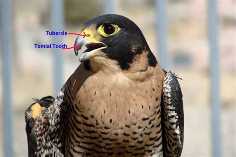 favorite facts  peregrine falcons center   west