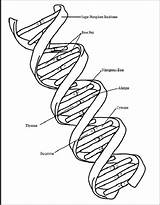 Dna Coloring Pages Printable Kids Sheet Helix Drawing Color Getcolorings Science Print Getdrawings sketch template