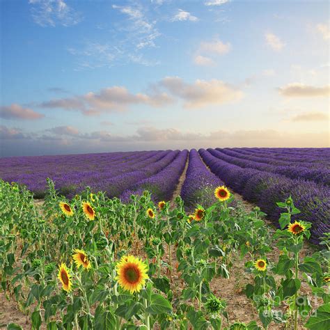 lavender  sunflower flowers field photograph  anastasy yarmolovich pixels
