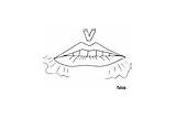 Articulation Mouths Coloring Pages Phonology Preview sketch template