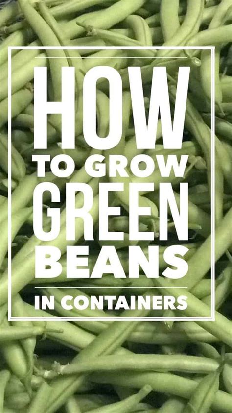 grow great green beans  containers gardening channel