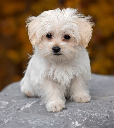 small dog breeds  apartments platpets training resources   pet