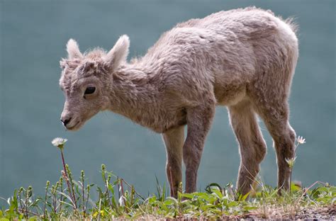 filebighorn lamb albertajpg wikipedia   encyclopedia