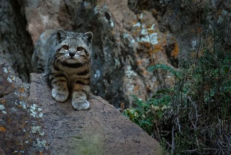 el gato andino puente de conexion entre las comunidades andinas  su