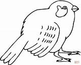 Sparrow Coloring Pages Sparrows Supercoloring Printable sketch template