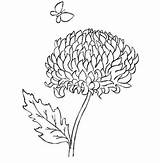 Chrysanthemum Coloring Getcolorings sketch template