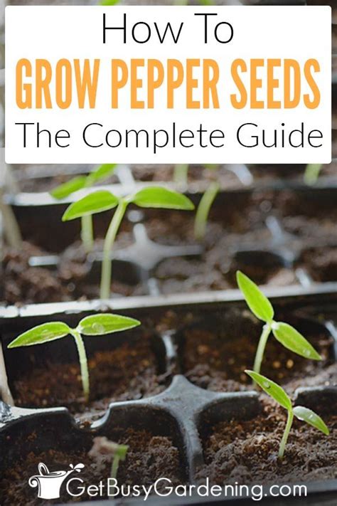 How To Grow Peppers From Seed Complete Guide Stuffed