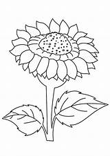 Sunflower Coloring Pages Sunflowers Color Template Kids Drawing Clipart Van Printable Dafna Gogh Simple Flowers Adults Sonnenblume Beautiful Ausmalbild Girl sketch template