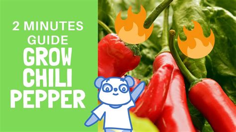 grow chili peppers   minutes   guide youtube