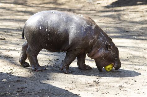 adorable pygmy hippo born  nyiregyhaza zoo  hungary today