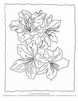 Coloring Lily Stargazer Flower Realistic Pages Tiger Color Printable Getcolorings Print Sheets Getdrawings Popular Comments Choose Board sketch template