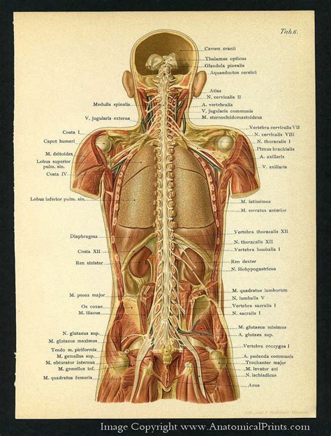 anatomy   organs anatomical     muscles anatomy calf