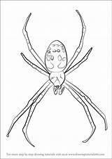 Spider Garden Draw Drawing Step Arachnids Tutorials Drawingtutorials101 sketch template