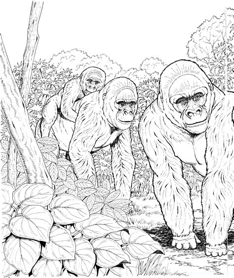 gorilla coloring pages  print coloring pages