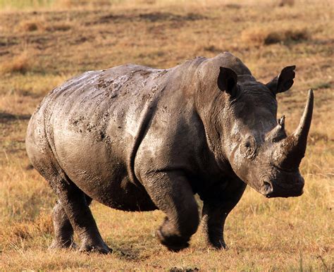 Rhino Charges And Injures Suspected Poacher Tracking Him