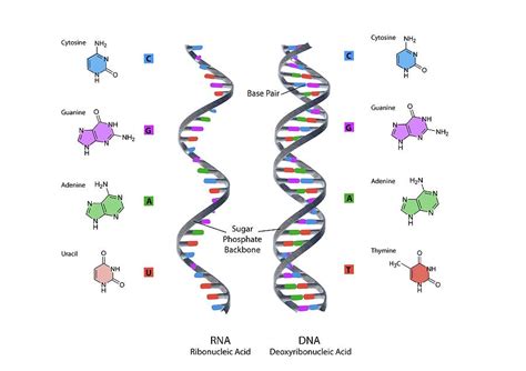 Structure Of Rna And Dna Photograph By Gunilla Elam