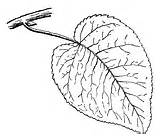 Cottonwood Swamp Leaf Search Etc Clipart Original sketch template
