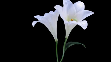 photo white lily flower lily white   jooinn