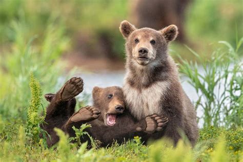 laugh check   finalists    comedy wildlife