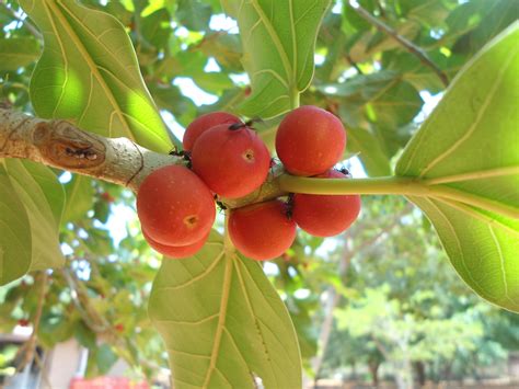 health benefits    banyan tree  dont