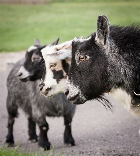 the goats of maple crest farm modern farmer