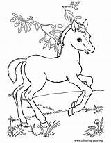 Coloring Horse Pages Printable Barbie Horses Cute Pasture Playing Little Colouring Kids Loves Looks Gif Library Clipart Play Fun Frank sketch template