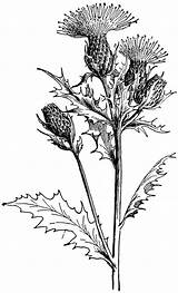 Cirsium Thistle Drawings Drawing Flower Clipart Etc Botanical Muticum Distel Thistles Tattoo Usf Edu Virginia Zeichnung Line Clip Blumen West sketch template