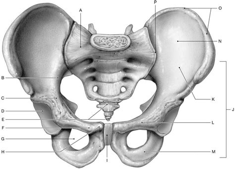 Pelvic Bones Anterior View