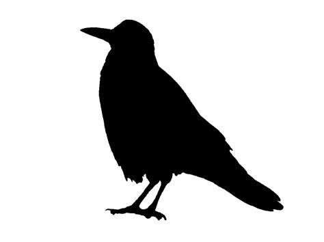 saraccino crow stencil