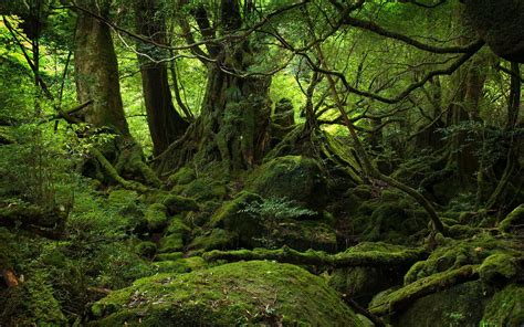japanese forest wallpapers top  japanese forest backgrounds