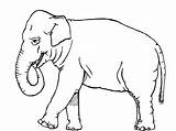 Elephants Coloringsky Stumble sketch template