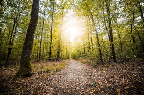 nature   images landscape nature forest