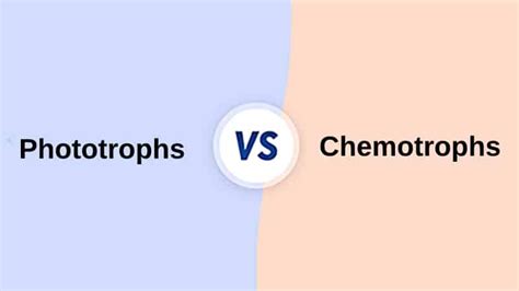 differenza tra fototrofi  chemiotrofi  tabella scienza