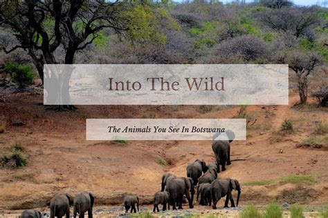 Botswana Exciting Wildlife You Will See Built For Travel
