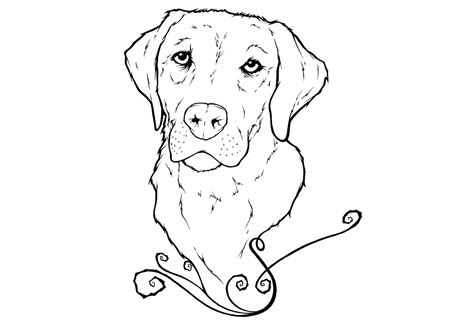 labrador  drawing  getdrawings