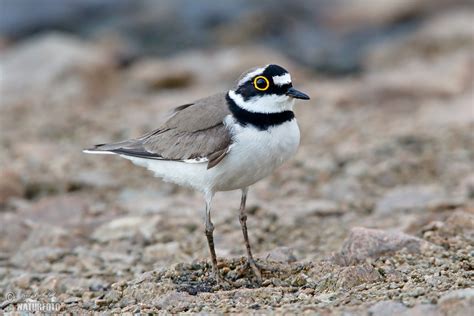 ringed plover   ringed plover images nature