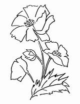 Poppy Coloring Flower Pages Poppies Printable Flowers Drawing California Color Supercoloring Colouring Stencil Choose Board Golden Online Bouquet sketch template