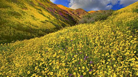 wild flower wallpapers wallpaper cave