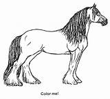 Clydesdale Coloring Pages Horse Horses Baby Choose Board sketch template