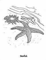 Starfish Outline Drawing Coloringbay Printable Colouring Paintingvalley sketch template