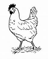 Chicken Fun sketch template