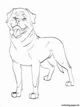 Rottweiler Coloring Pages Drawing Getdrawings Getcolorings sketch template