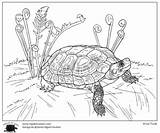 Turtles Patterson sketch template